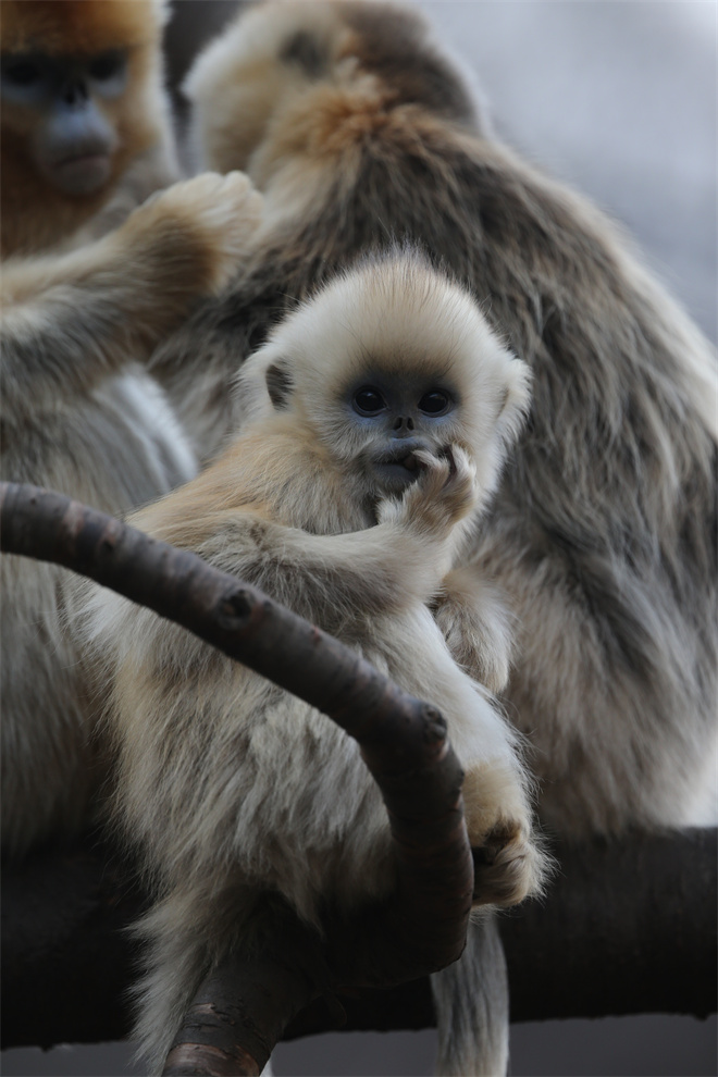 Science封面文章：AC米兰中国官网金丝猴研究团队首次系统揭示灵长类社会演化之谜_fororder_金丝猴